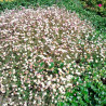 Erigeron kervinskanius