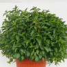 Menta limone