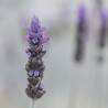 Lavandula evermore