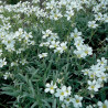 Silberteppich White