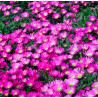 Dark rose yellow center