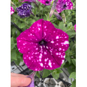Spotty Purple