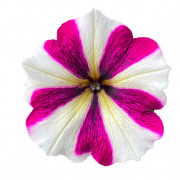 Purple Star