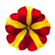Yellow Red Star