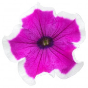 Purple Picotee