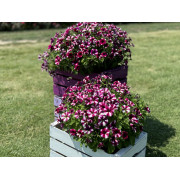 Purple Star