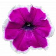 Violet Picotee