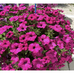 Trailing Big Purple