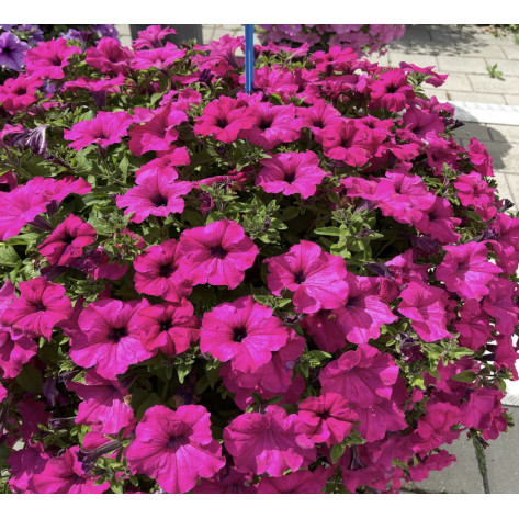 Trailing Big Purple