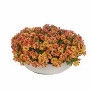 Apricot Dream
