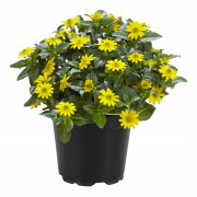 Compact Yellow