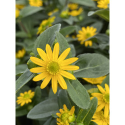 Compact Yellow