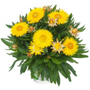 Xerochrysum Compact