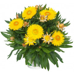 Xerochrysum Compact