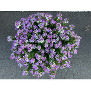 Lavender Magic