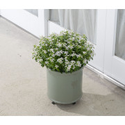 Peppermint