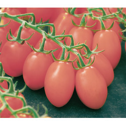 Datterino Rosa F1