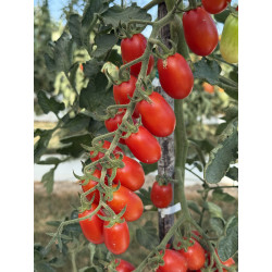 Datterino Rosso F1