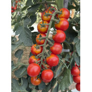 Ciliegino rosso F1