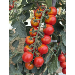 Ciliegino rosso F1
