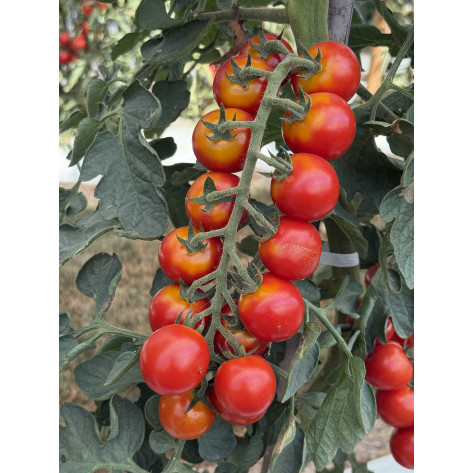 Ciliegino rosso F1