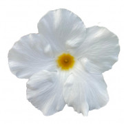 GPman WHITE