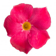 GPman PINK