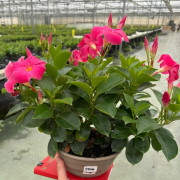 GPman PINK