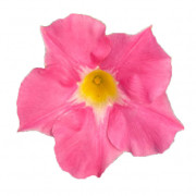 GPman ROSE