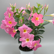 GPman ROSE