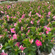 GPman ROSE