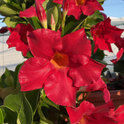 GPMAN RED