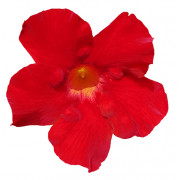 GPMAN RED