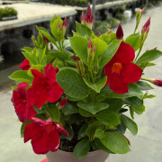 GPMAN RED