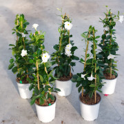 GPman WHITE DARK LEAF