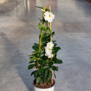 GPman WHITE DARK LEAF