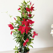 GPman BRILLIANT RED