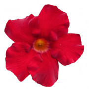 GPman BRILLIANT RED