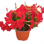 GPman BRILLIANT RED
