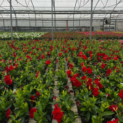 GPman BRILLIANT RED