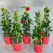 GPman BRILLIANT RED