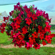 Verona Red