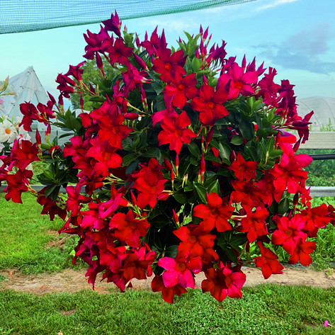 Verona Red