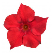 Verona Red