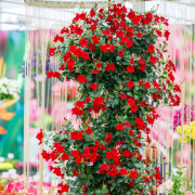 Verona Red