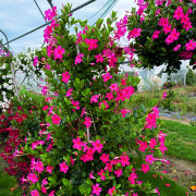 EARLY PINK