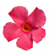 EARLY PINK