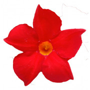 EARLY SCARLET