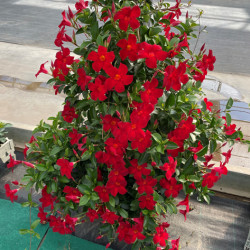 FASHION RED