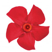 FASHION RED